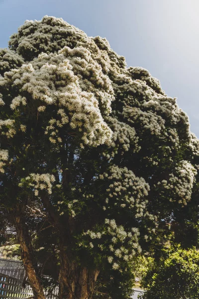 Nativní australský papír kůra melaleuca rostlina venku ve slunečném — Stock fotografie