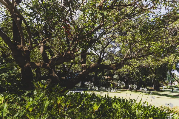 Groene weelderige planten en bomen in openbaar park in Perth — Stockfoto