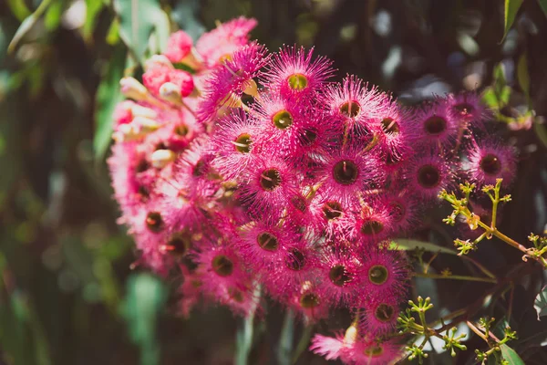 Fiori rosa brillante albero gengivale sparato a profondità di campo poco profonda — Foto Stock