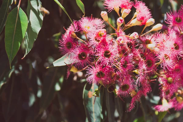 bright pink gum tree flowers shot at shallow depth of field