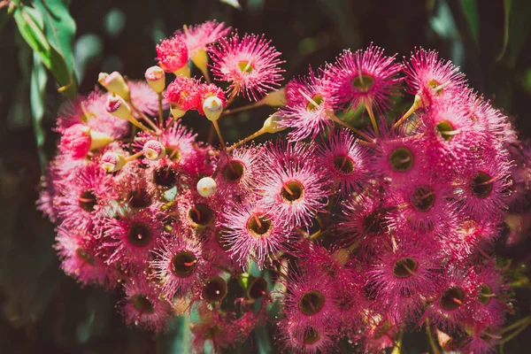 bright pink gum tree flowers shot at shallow depth of field