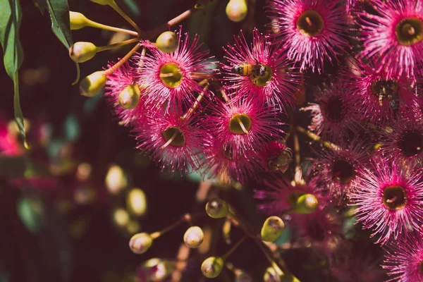 bright pink gum tree flowers with bees shot at shallow depth of