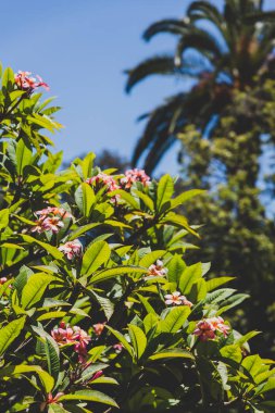 pink frangipani tree with plenty of flowers shot on a sunny summ