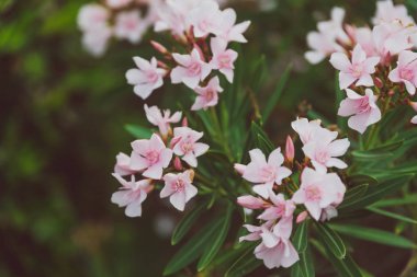 pink oleander plant with plenty of flowers shot on a sunny summe