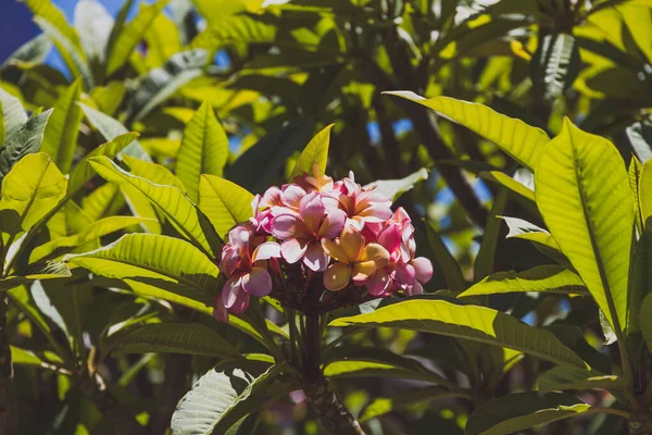 Arbre frangipani rose avec beaucoup de fleurs tournées sur un summ ensoleillé — Photo