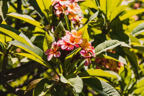 Árvore frangipani rosa com abundância de flores filmadas em um summ ensolarado — Fotografia de Stock