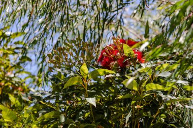 red flowering gum tree with plenty of red flowers shot on a sunn