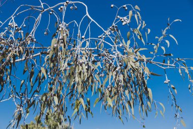 Eucalyptus caesia silver princess gum tree with white branches a