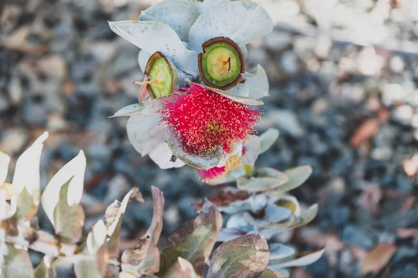 Eucalyptus rhodantha rose mallee plant with red flower shot at s — Stock Photo, Image