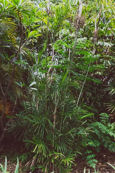 Détail du parc tropical avec des arbres et des plantes exotiques — Photo