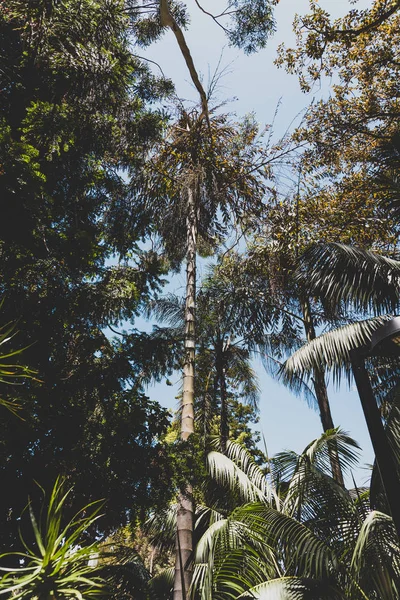 Detail of tropical park with exotic trees and plants — Stock Photo, Image