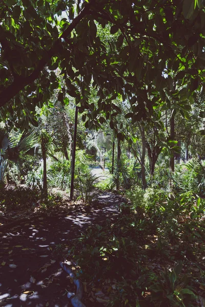 エキゾチックな木や植物を持つ熱帯公園の詳細 — ストック写真