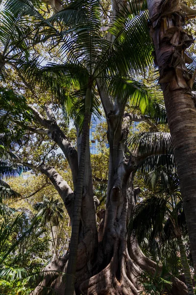 Obří fíkus stromu v bujné exotické parku v Austrálii — Stock fotografie