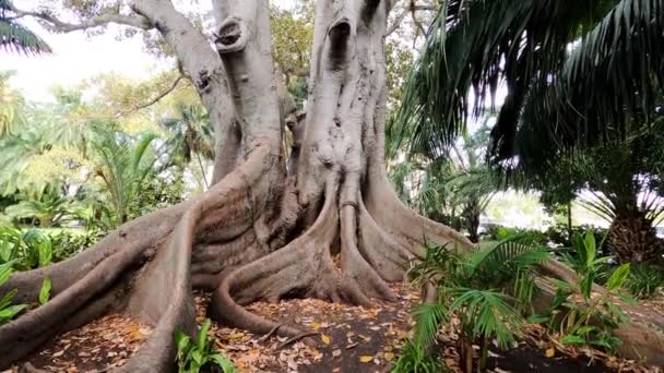 被茂密的热带植物环抱着的巨大的菲胡斯树 摄像机垂直地覆盖着 — 图库视频影像