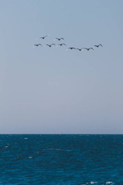 Hintli Ocen 'in üzerinde uçan siyah kuğu sürüsü