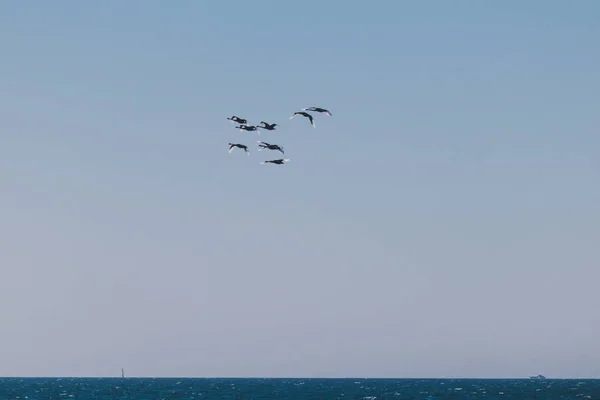 Schwarm schwarzer Schwäne fliegt über die indische Ocean, die aus der Stadt geschossen wurde — Stockfoto