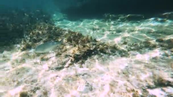 Zoet Helder Water Van Indische Oceaan Schot Van Onder Water — Stockvideo