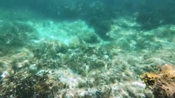 Fresh Clear Water Indian Ocean Shot Underwater Close Shore Fish — Stock Video