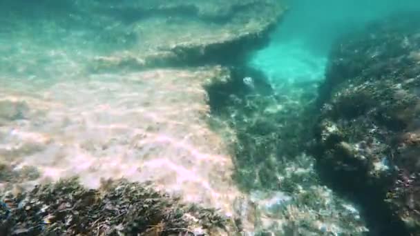 Fresh Clear Water Indian Ocean Shot Underwater Close Shore Fish — Stock Video