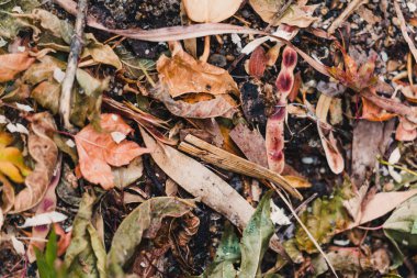 Yere düşen farklı kuru yapraklar bir renk yaratıyor.