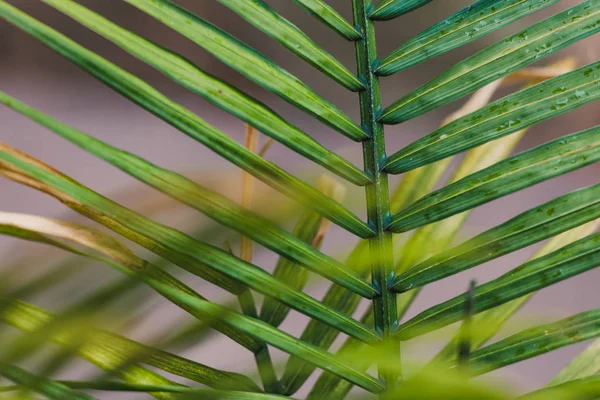 熱帯エキゾチックな緑豊かなラベンバヤシの木の葉 — ストック写真
