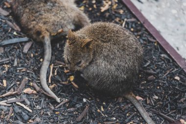 Rottnest Adası 'ndaki kuokkalar, Batı Austra' nın bir keseli yerlisi