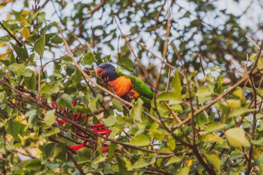 Renkli Avustralyalı Gökkuşağı Lorikeet papağanları 