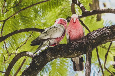 Avustralya 'nın yerlisi pembe galah kuşları bir jakaranda ağacına tırmanıyor.