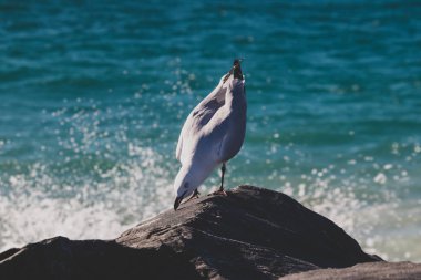 Hint Okyanusu kıyısındaki sahilde bir kayanın üzerinde martı.