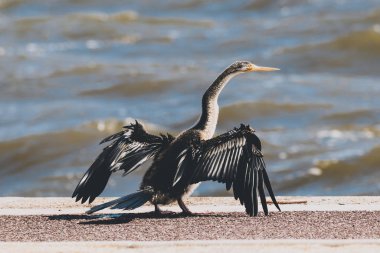 Kara karabatak kuşu S 'nin önünde uçmak üzere.