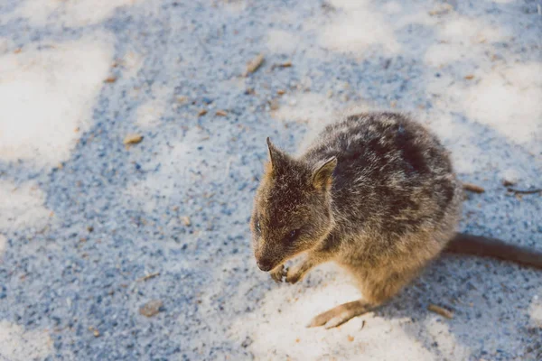Quokkas em Rottnest Island, um marsupial nativo de Austra Ocidental — Fotografia de Stock