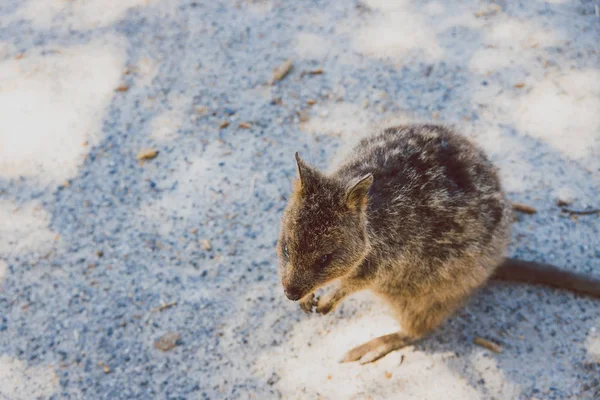 Quokkas na Rottnest Island, torbaczu pochodzącym z zachodniej Austry. — Zdjęcie stockowe