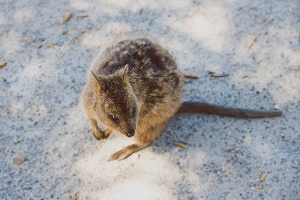Quokkas em Rottnest Island, um marsupial nativo de Austra Ocidental — Fotografia de Stock
