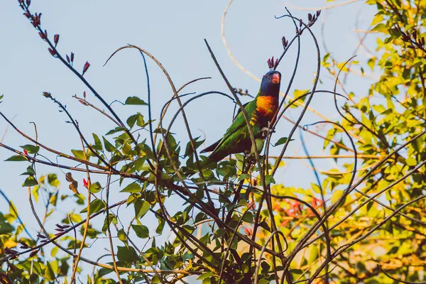 Kolorowe australijskie rodzime Rainbow Lorikeet papugi gryzące na — Zdjęcie stockowe