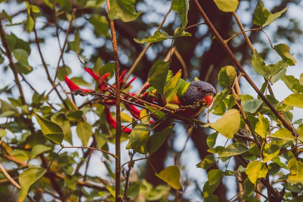 Colorati pappagalli nativi australiani Rainbow Lorikeet masticando — Foto Stock