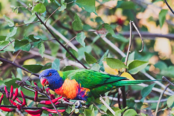 Colorido australiano nativo arcoíris loros comiendo en — Foto de Stock