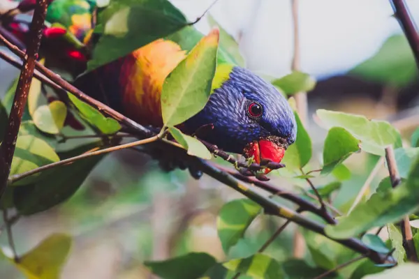 Färgglada australiska infödda Rainbow Lorikeet papegojor upp ett träd — Stockfoto