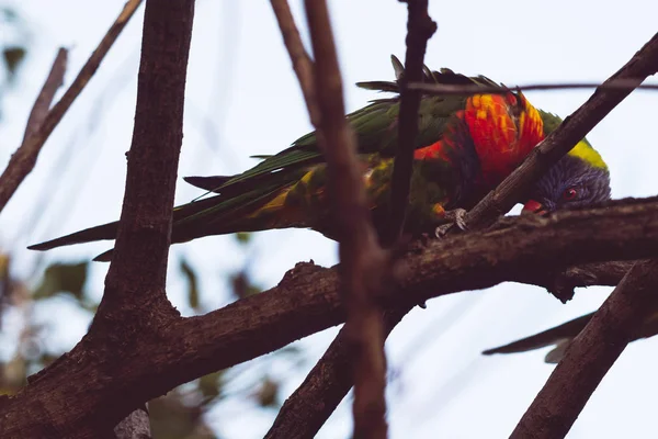 Colorido nativo australiano Lori arco iris loros hasta un árbol —  Fotos de Stock