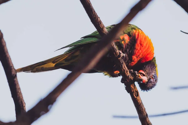 Разноцветный австралийский туземец Rainbow Lorikeet попугай на дереве — стоковое фото