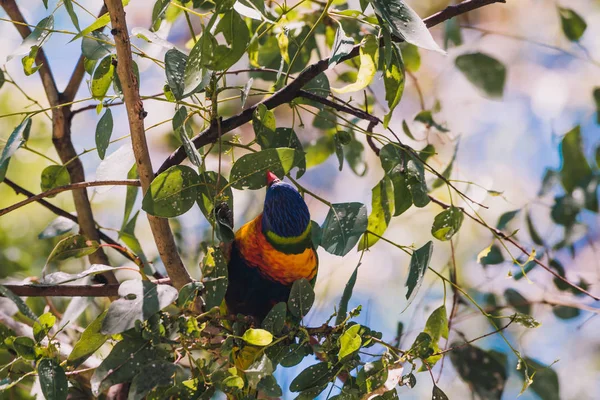 Colorido nativo australiano Lori arco iris loros hasta un árbol —  Fotos de Stock