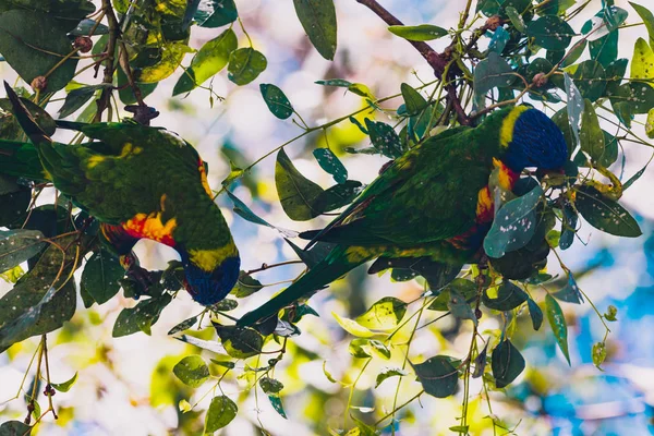 Färgglada australiska infödda Rainbow Lorikeet papegojor upp ett träd — Stockfoto