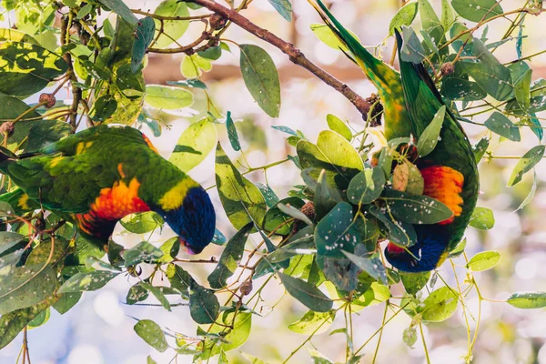 Coloré australien natif Rainbow Lorikeet perroquets jusqu'à un arbre — Photo