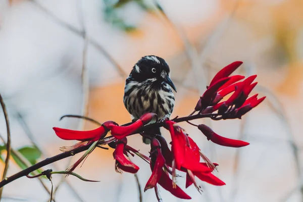 Uccello honeyeater su un albero colpo con munching su un rosso tropicale f — Foto Stock