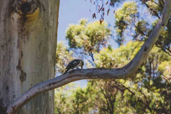 Infödda australiska kookaburra fågel upp en eukalyptus tuggummi träd — Stockfoto
