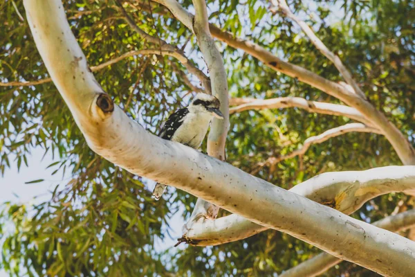 澳大利亚土生土长的科克布拉鸟爬上桉树 — 图库照片