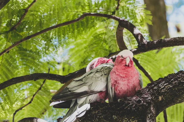 Infödda australiensiska rosa galah fåglar upp en jacaranda träd — Stockfoto