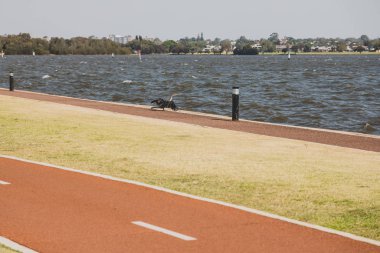 Riverside 'ın detayları Perth Cbd' den Kuğu Nehri boyunca yürüyor.