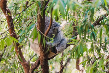 Uykulu koala okaliptüs ağacı dalında sarılıp yatıyordu.