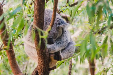 Uykulu koala okaliptüs ağacı dalında sarılıp yatıyordu.