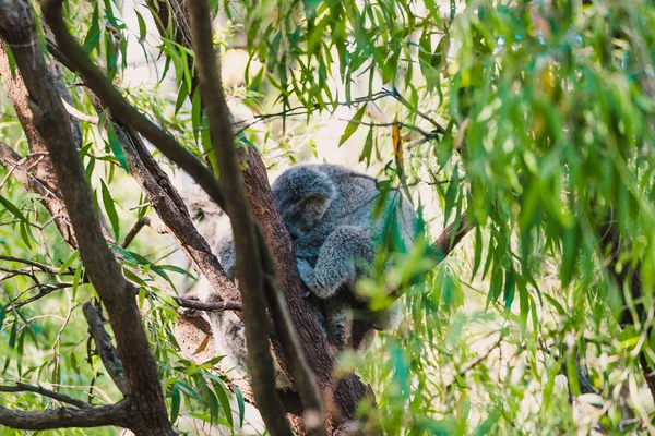 Uykulu koala okaliptüs ağacı dalında sarılıp yatıyordu.